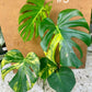 MONSTERA DELICIOSA AUREA BIG FORM