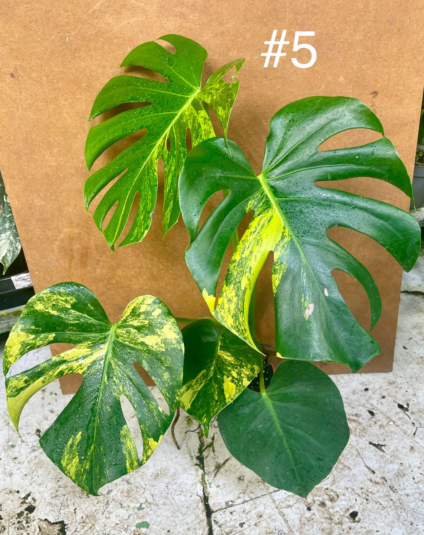 MONSTERA DELICIOSA AUREA BIG FORM