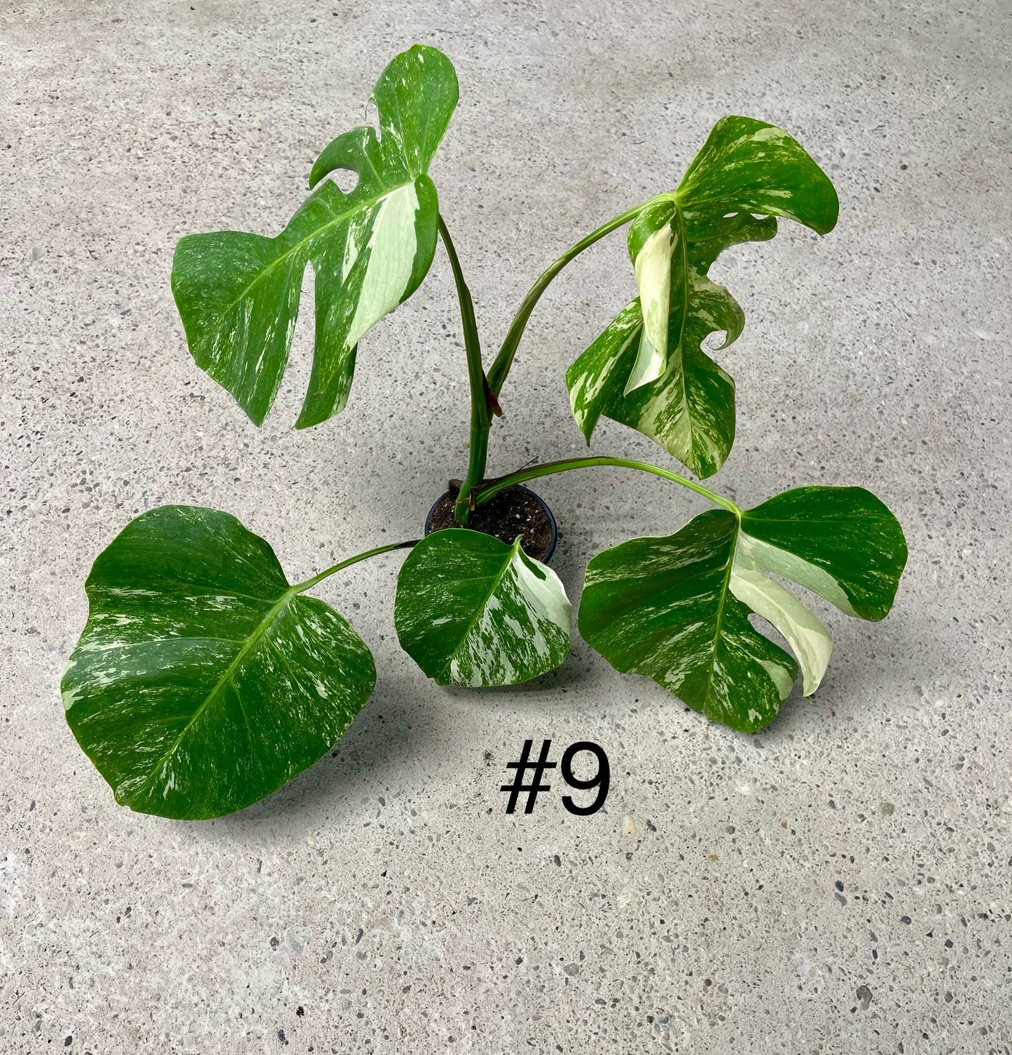 Monstera albo variegata NEW