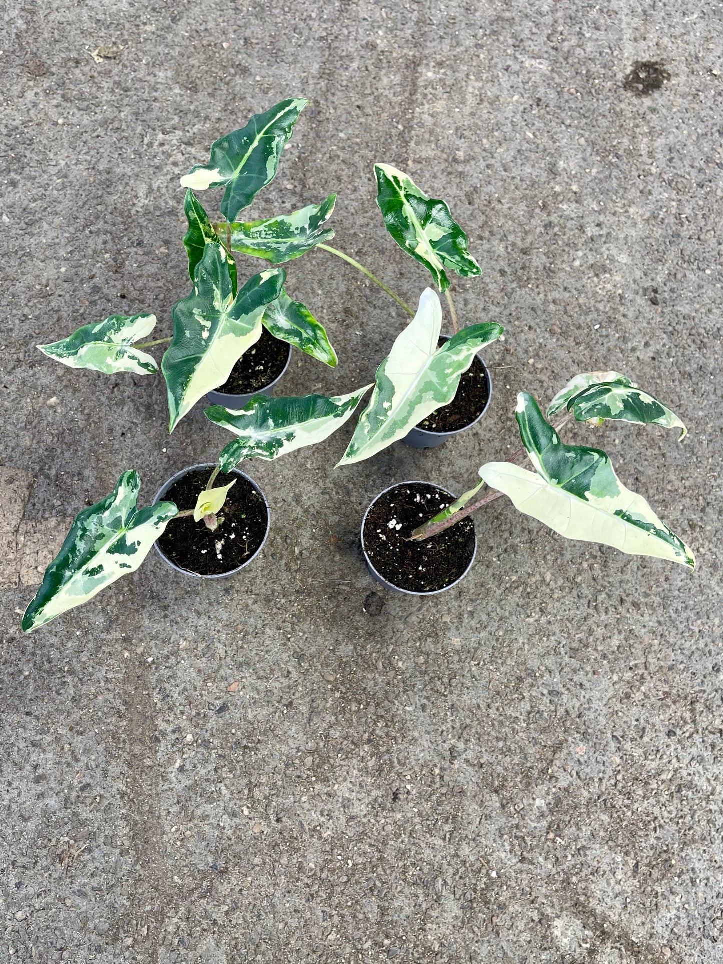 ALOCASIA SARIAN ALBO VARIEGATA S NEW