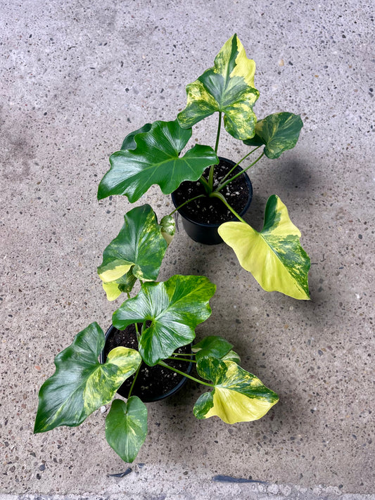 Philodendron bipinnatifidum selloum variegata NEW