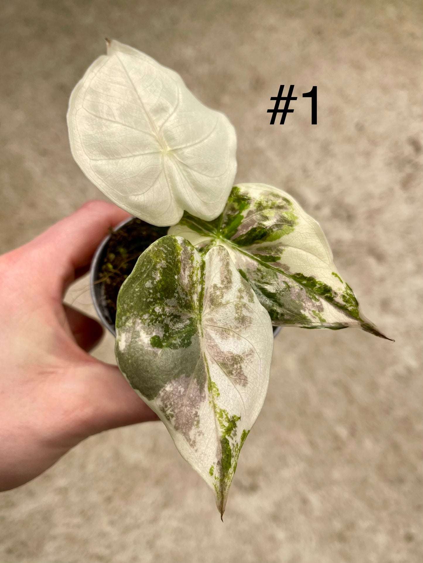 ALOCASIA WENTII PINK ALBO VARIEGATA NEW