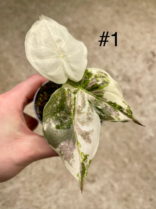 ALOCASIA WENTII PINK ALBO VARIEGATA NEW
