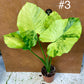 Alocasia gageana variegata tricolor