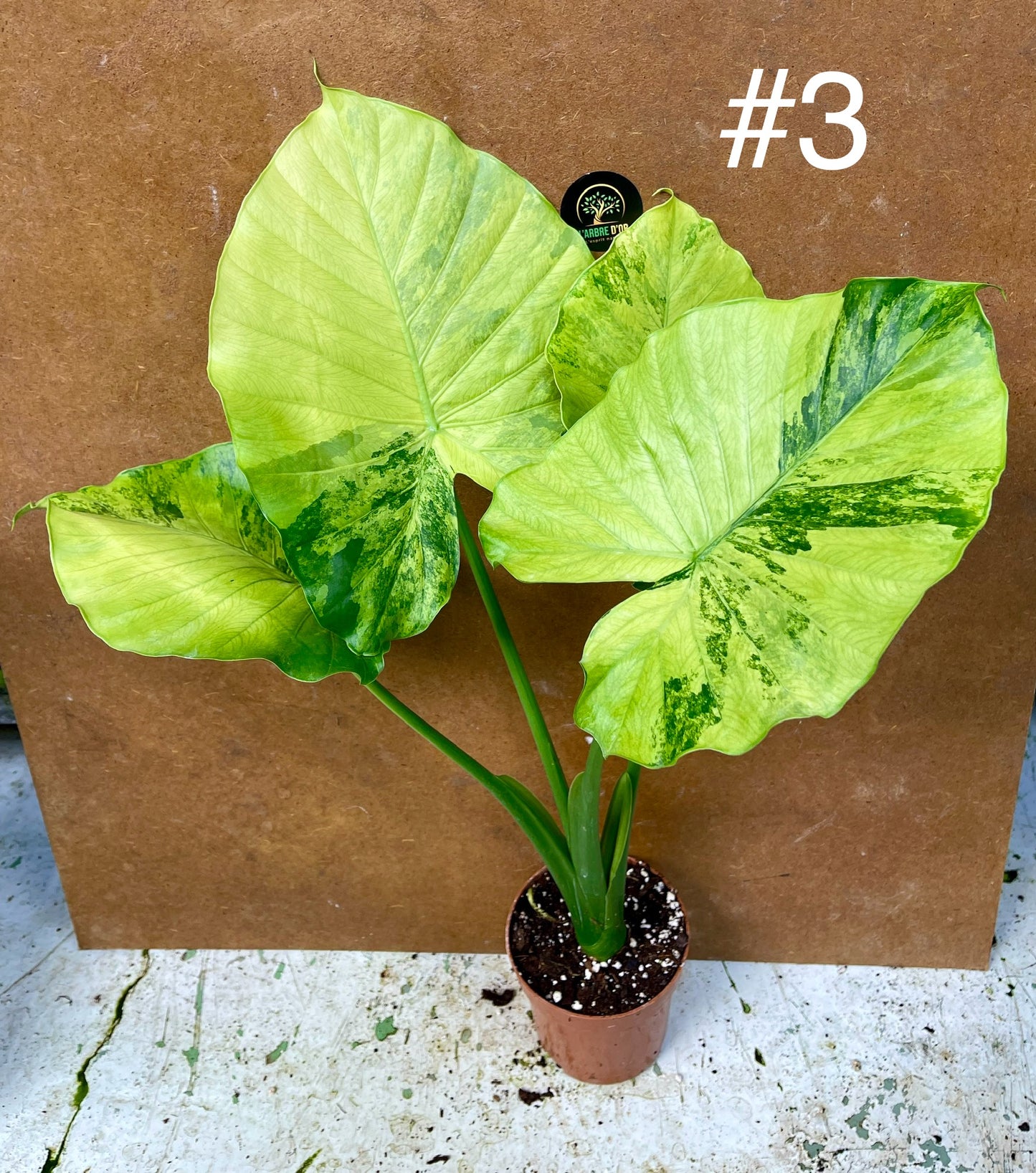 Alocasia gageana variegata tricolor