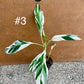 Musa Florida ae-ae variegata