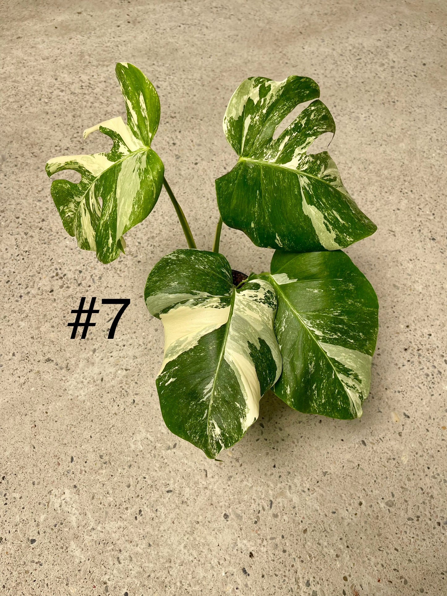 Monstera albo variegata NEW