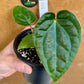 Anthurium Zara x Michelle x  Luxurians