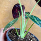 Alocasia watsonia pink variegata M