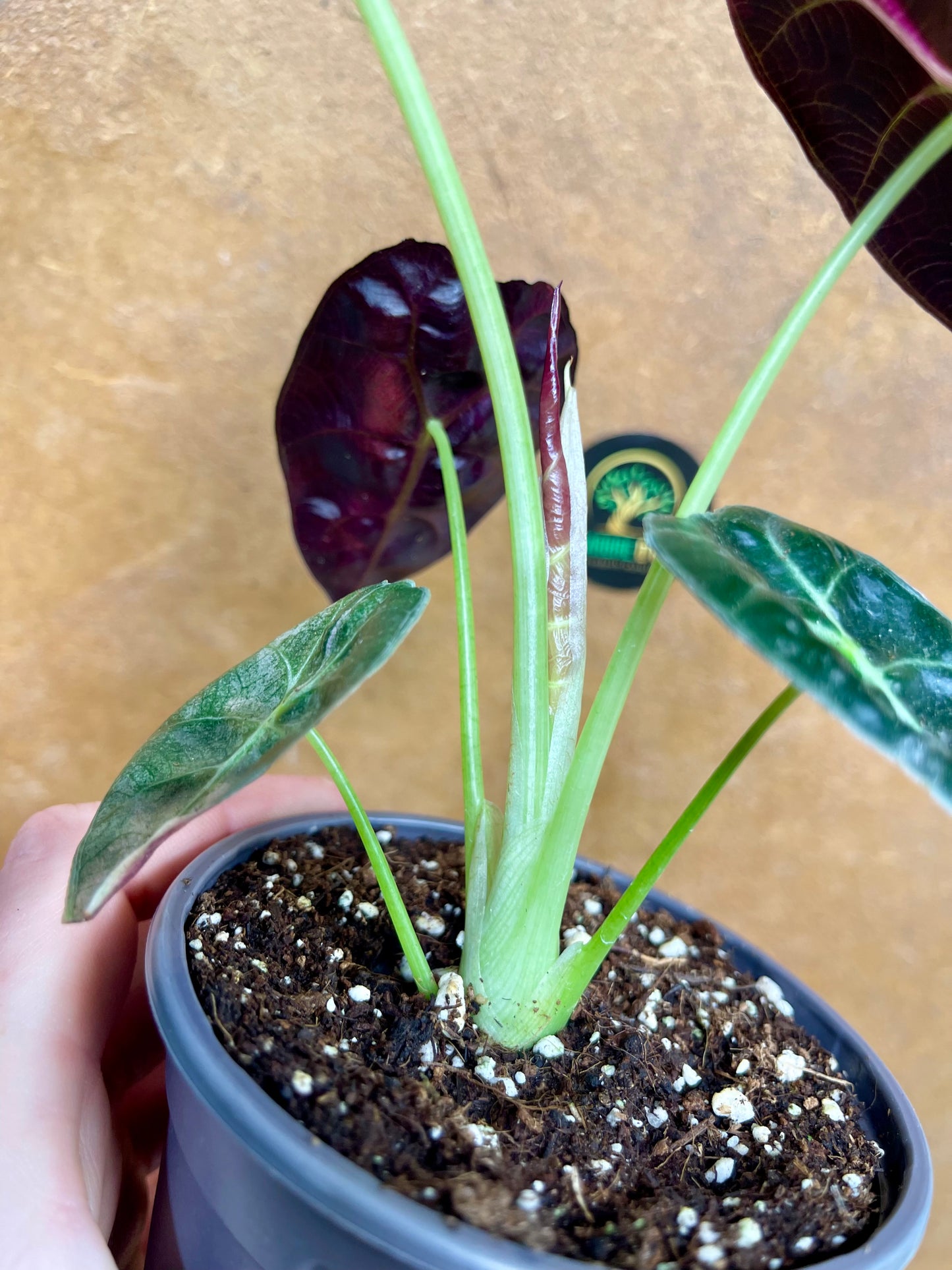 Alocasia watsonia pink variegata M