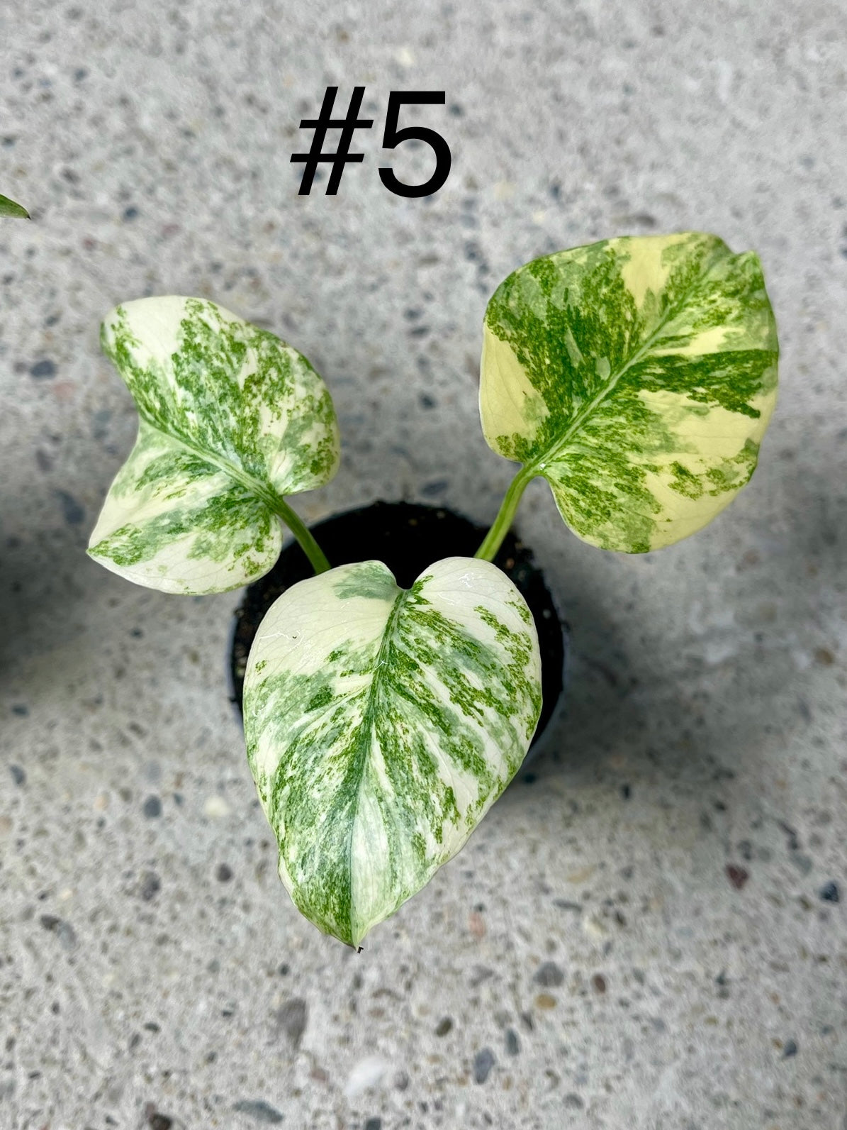 MONSTERA LEGACY S NEW
