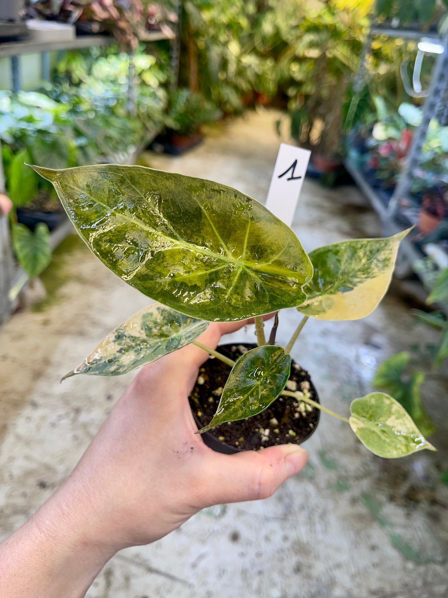 Alocasia wentii aurea variegata S