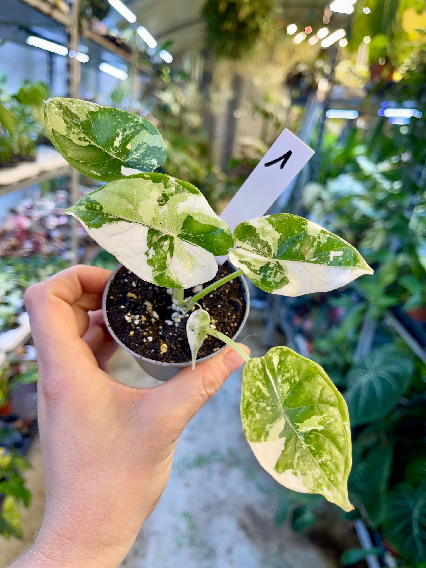 ALOCASIA DRAGON SCALE ALBO VARIEGATA  S