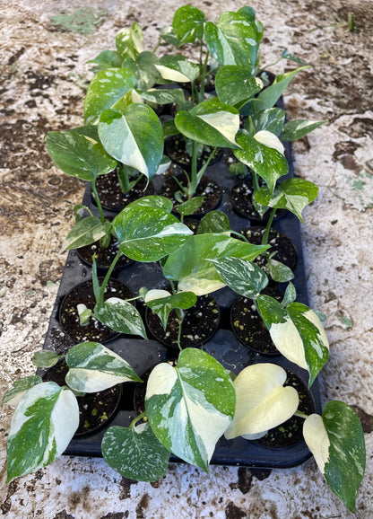 Monstera deliciosa thaï constellation S haute variegation