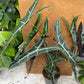 Alocasia longiloba sp Bornéo XL
