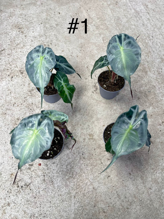 ALOCASIA VENOM S NEW