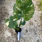Monstera deliciosa thaï constellation M