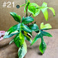 Philodendron Florida beauty