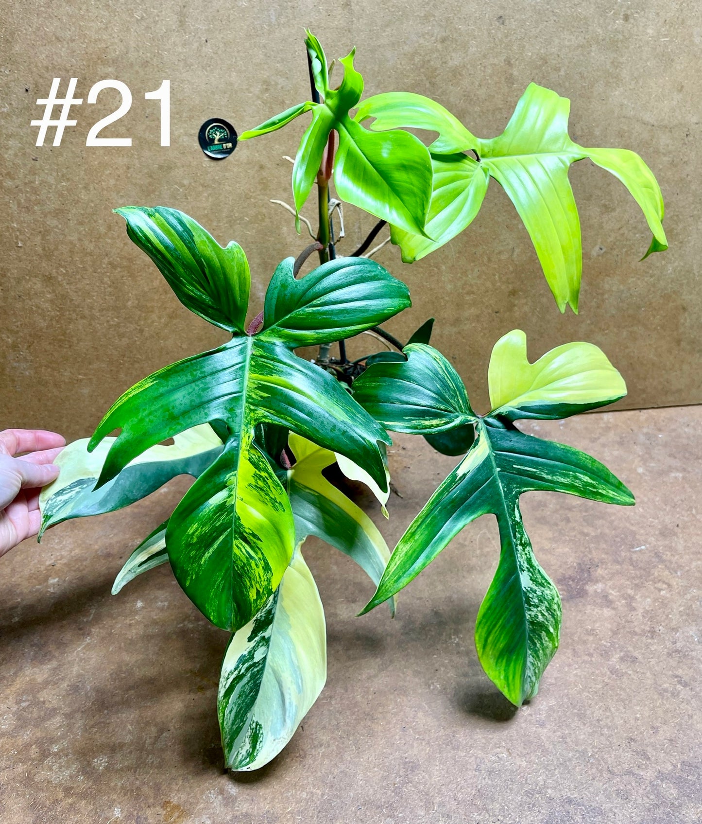 Philodendron Florida beauty