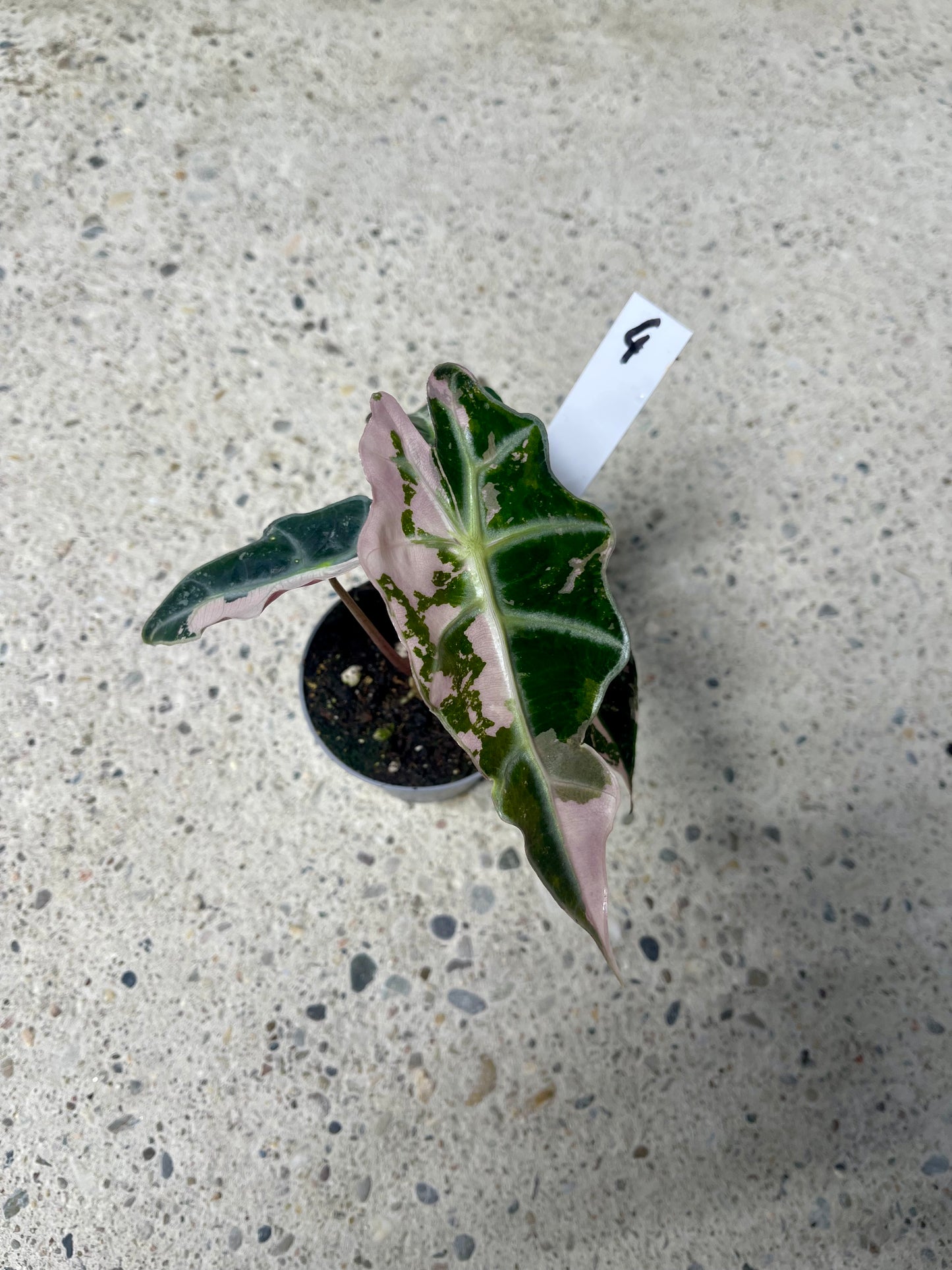ALOCASIA AMAZONICA POLLY PINK NEW