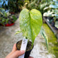 MONSTERA MINT WHITE MONSTER M NEW