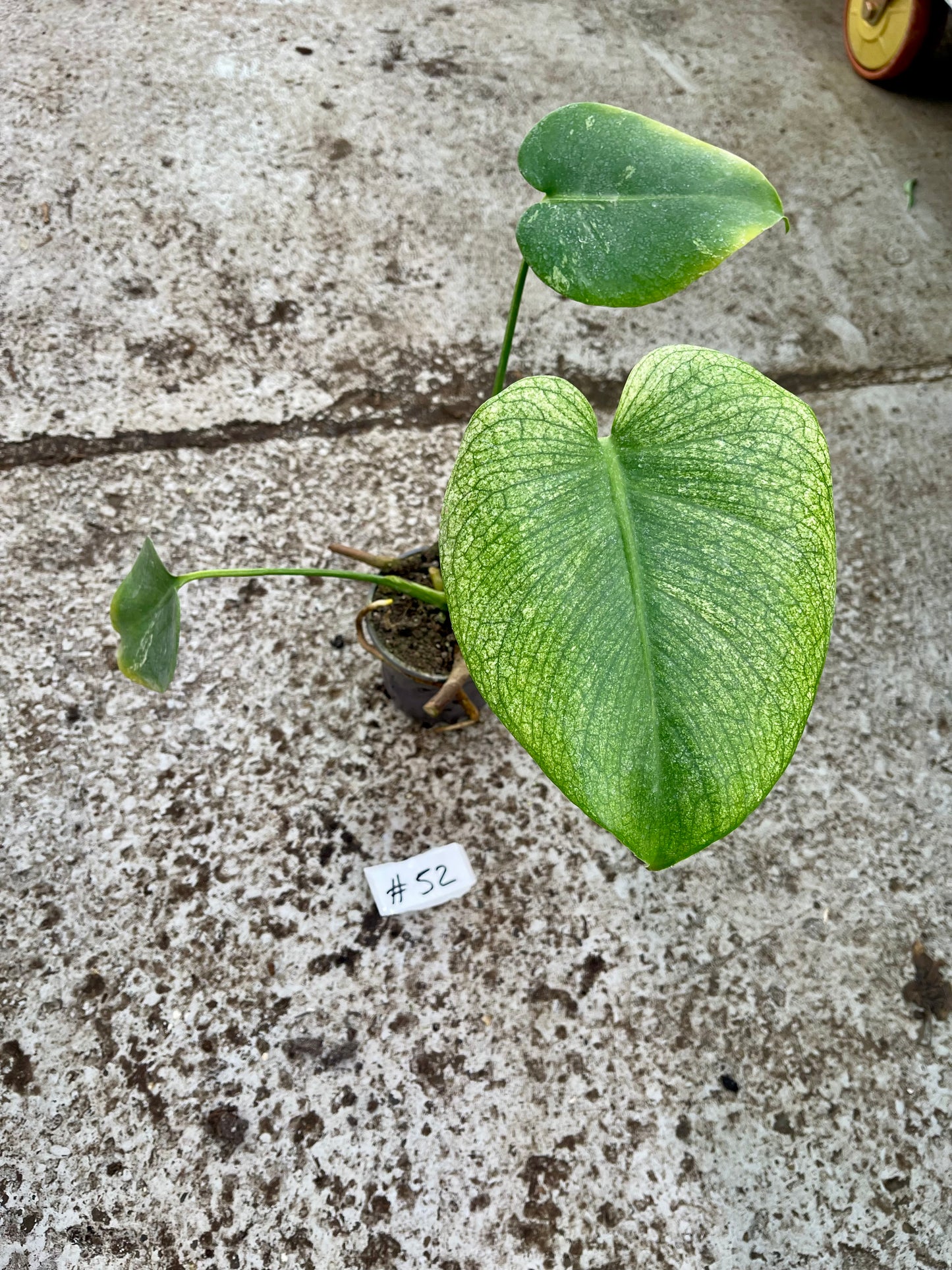 PLANTE A SAUVER