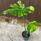 Monstera deliciosa yellow mint