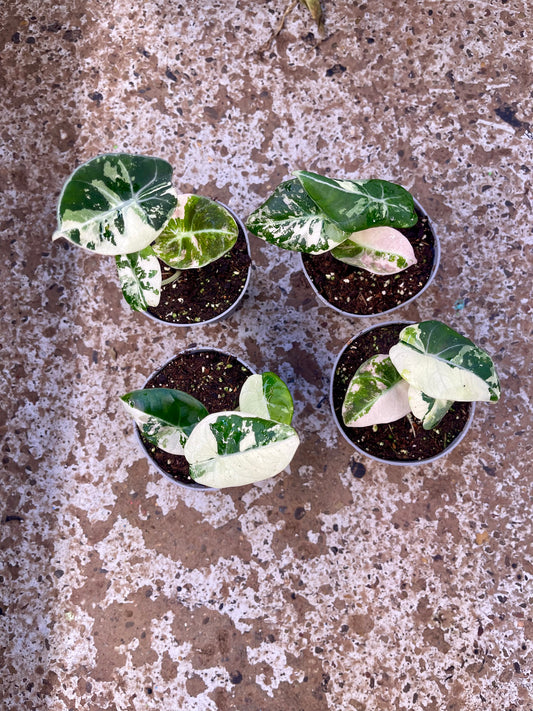 ALOCASIA BLACK VELVET VARIEGATA PINK S