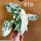 Alocasia frydek variegata haute variegation M
