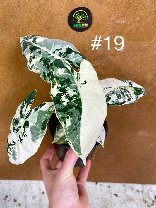 Alocasia frydek variegata haute variegation M