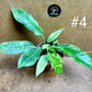 Philodendron ring of fire haute variegation taille M