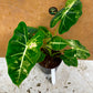 alocasia frydek variegata tricolor mutation