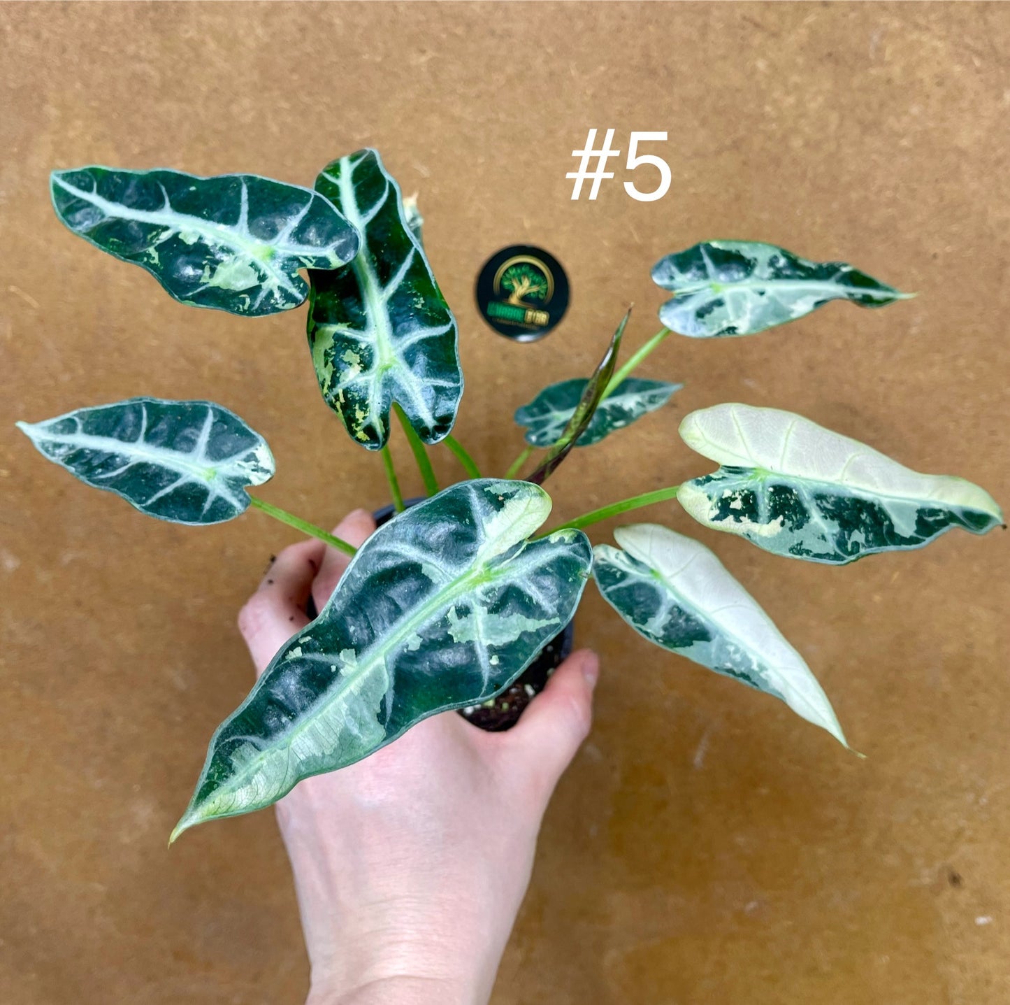 Alocasia green bambino variegata
