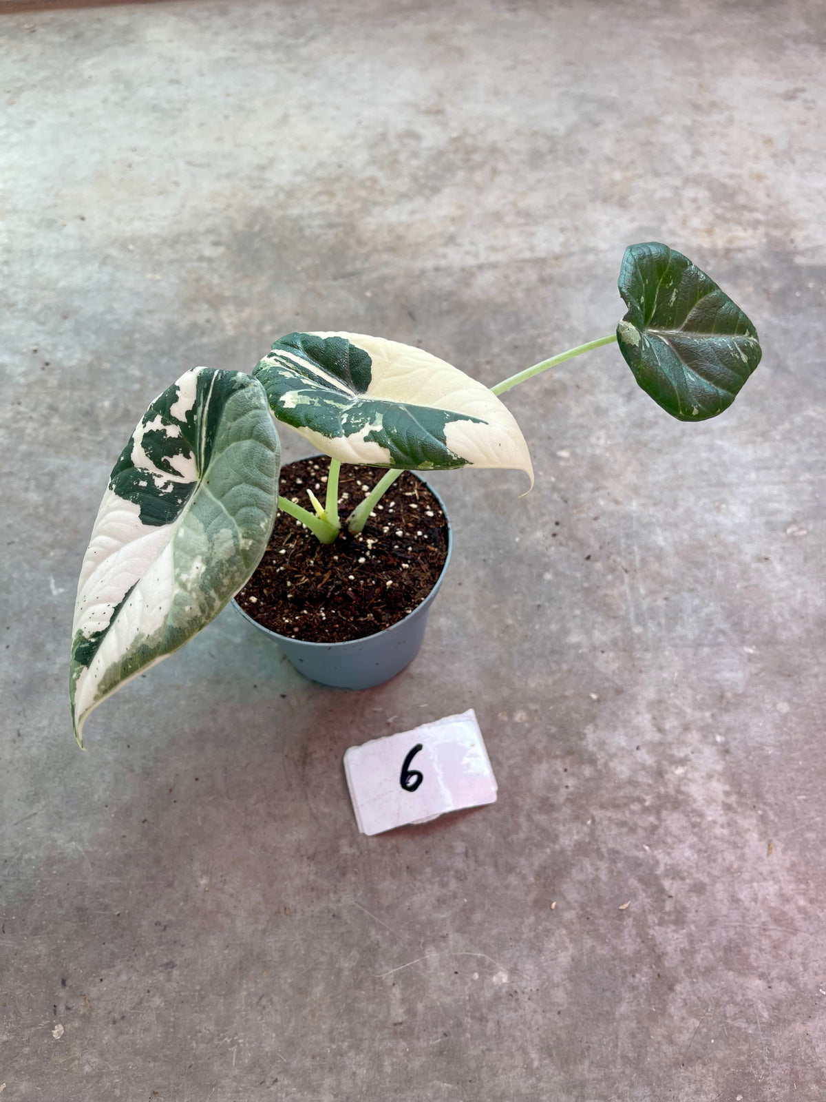 ALOCASIA MAHARANI ALBO VARIEGATA