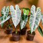 Alocasia longiloba sp Golden