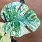 Monstera legacy