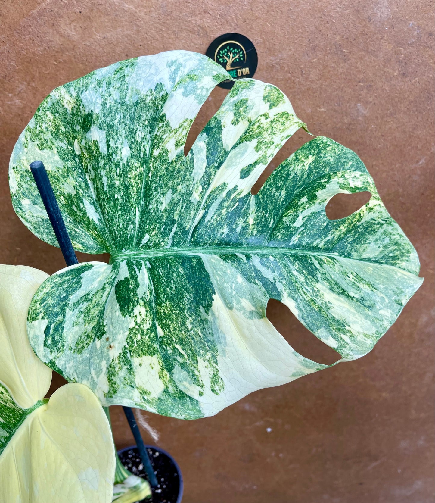 Monstera legacy