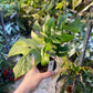Monstera minima ALBO variegata / Rhaphidophora tetrasperma ALBO variegata