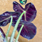 Alocasia balloon heart S