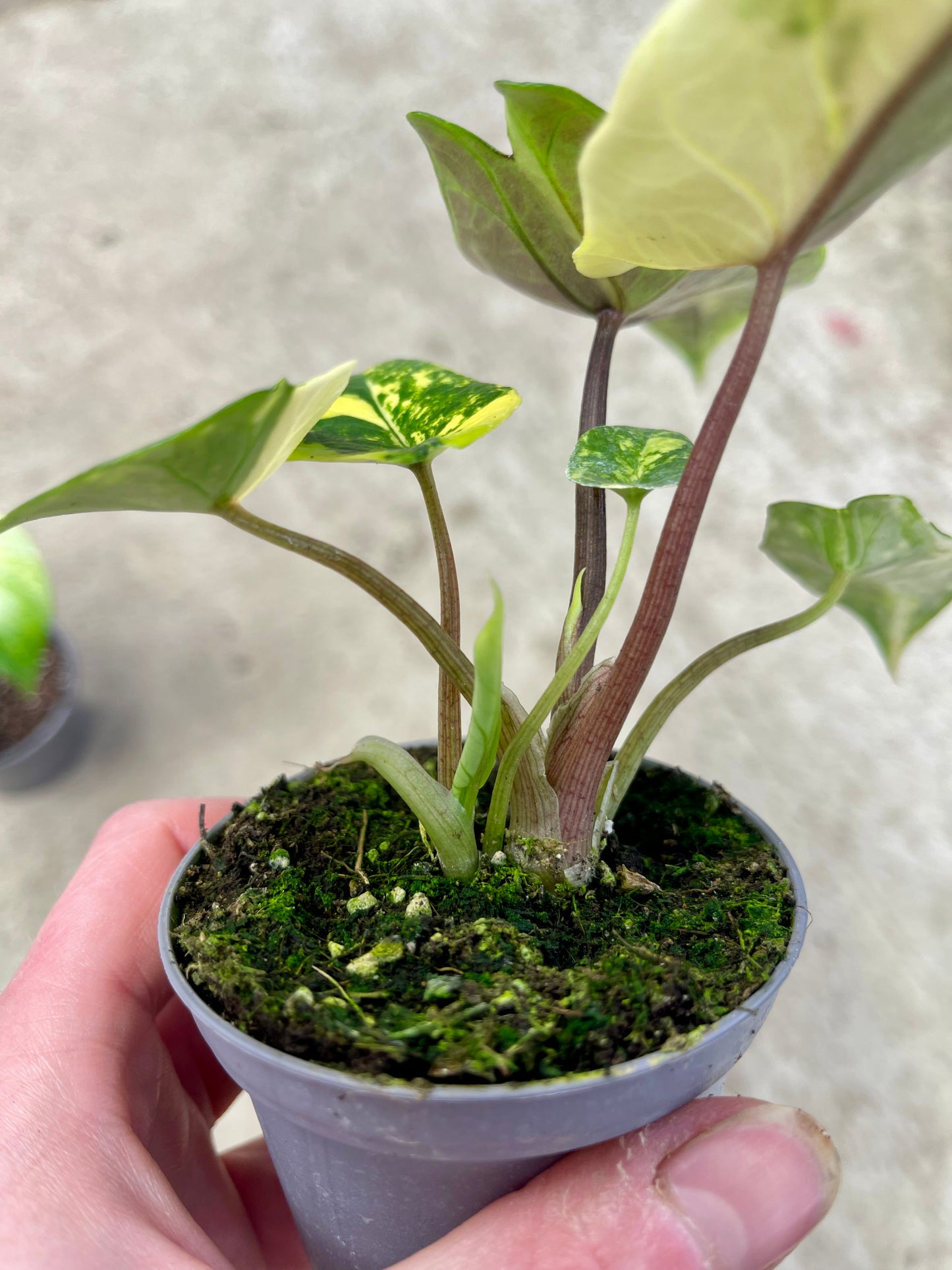ALO.CASIA SCALPRUM AUREA VARIEGATA (2 plantes)