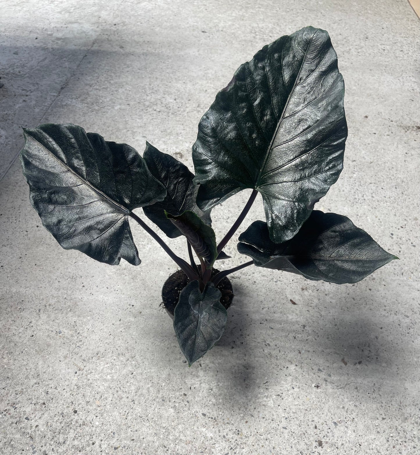 Alocasia antoro velvet