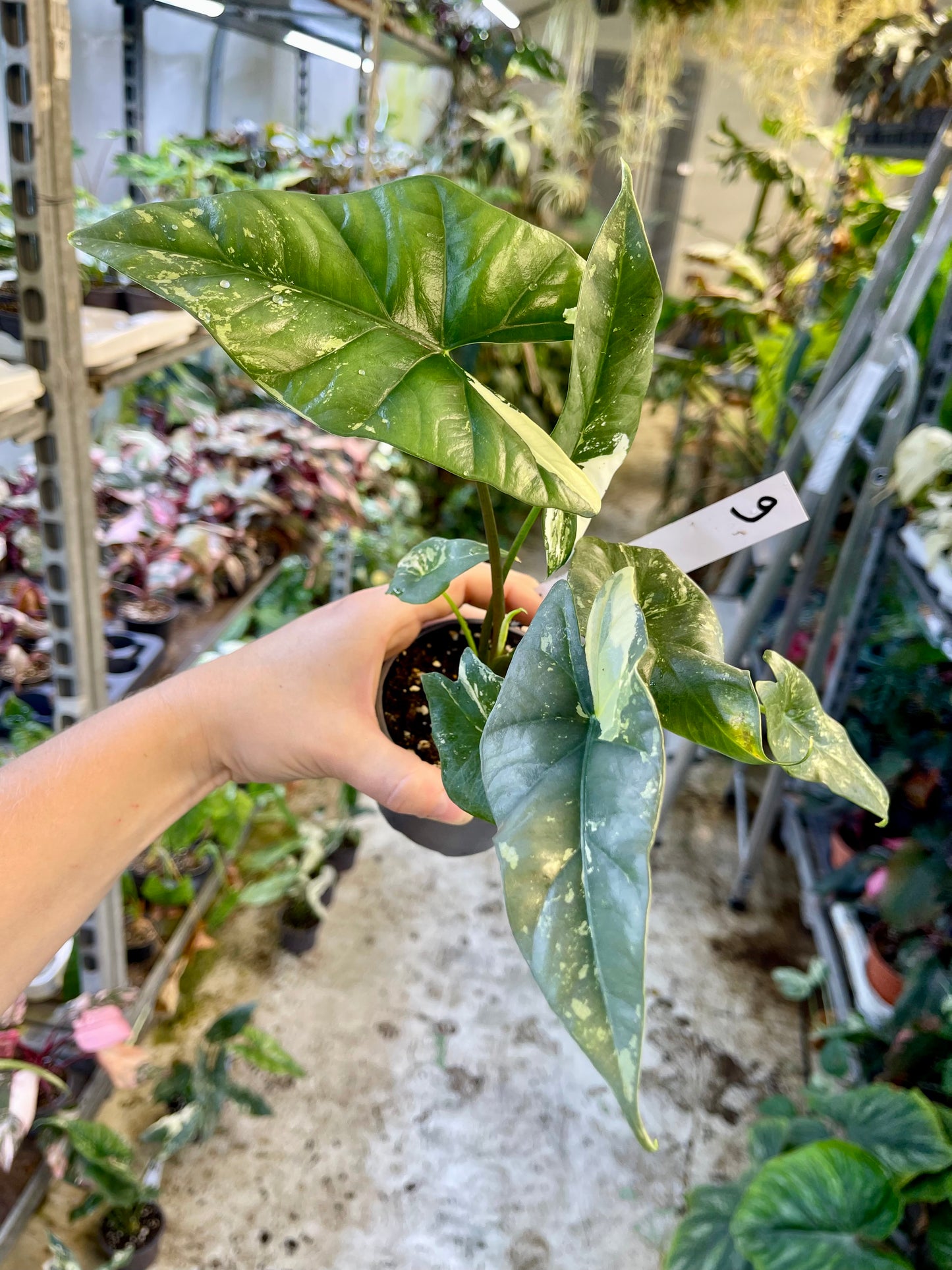 ALOCASIA SIMPO ALBO VARIEGATA M NEW