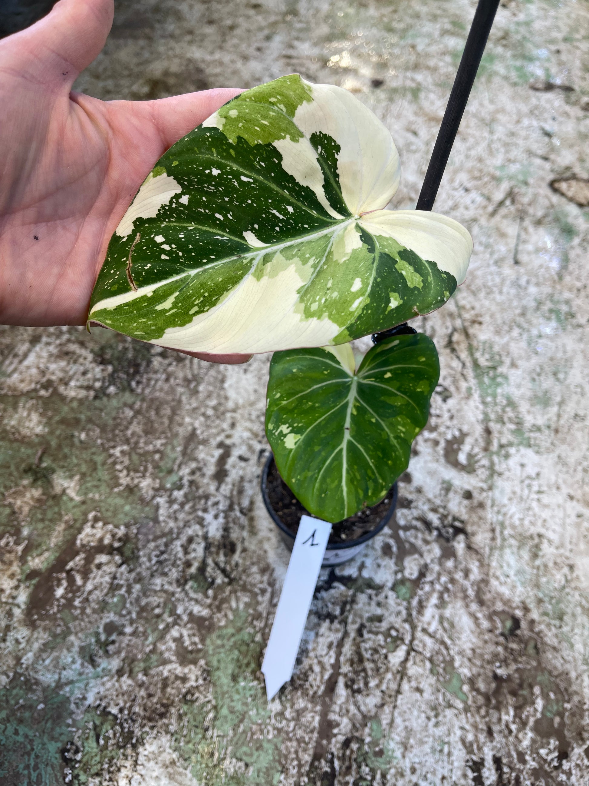 philodendron gloriosum tricolor Philodendron gloriosum tricolor variegata – L'arbre D'or 67