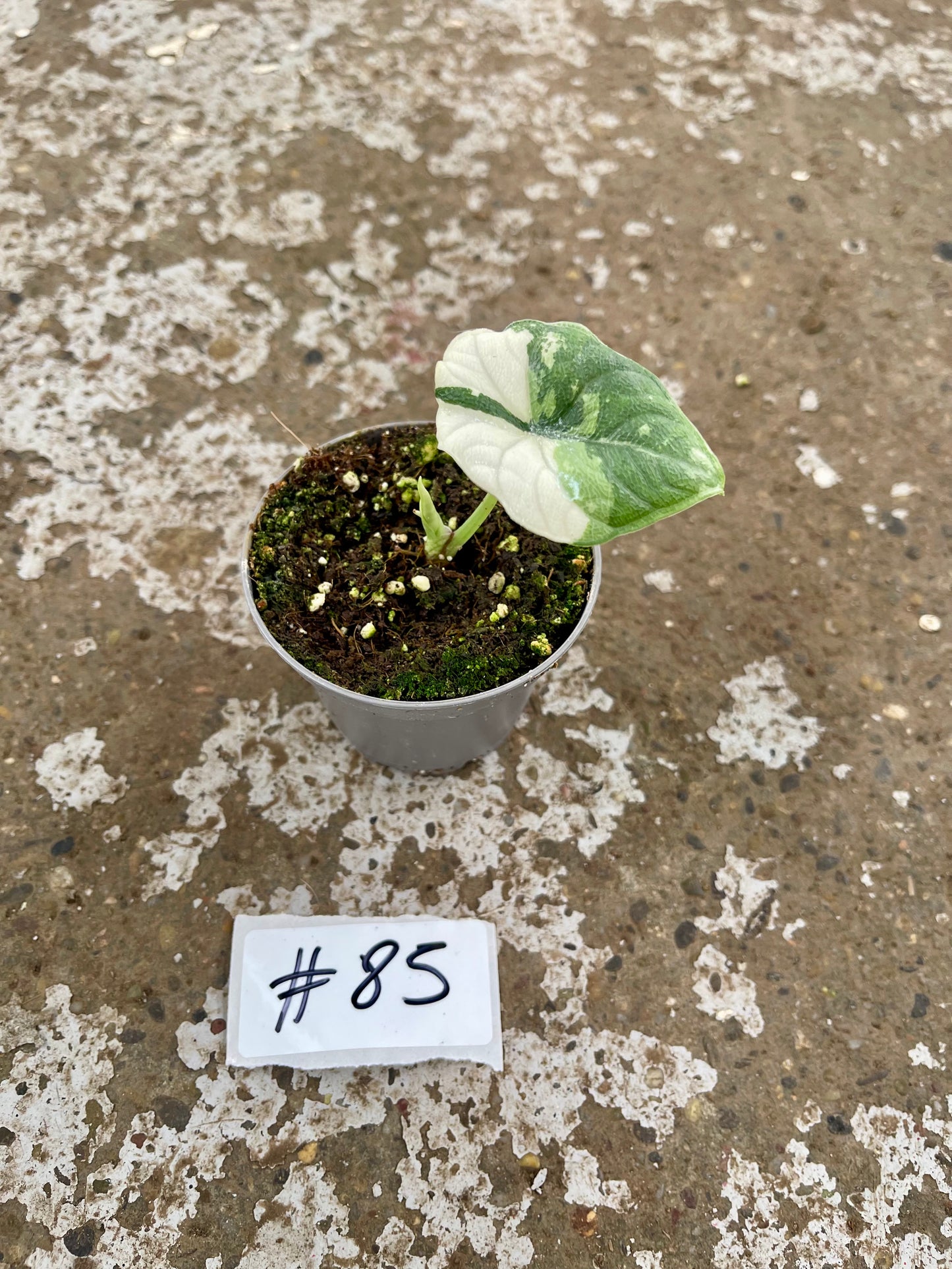 PLANTE A SAUVER