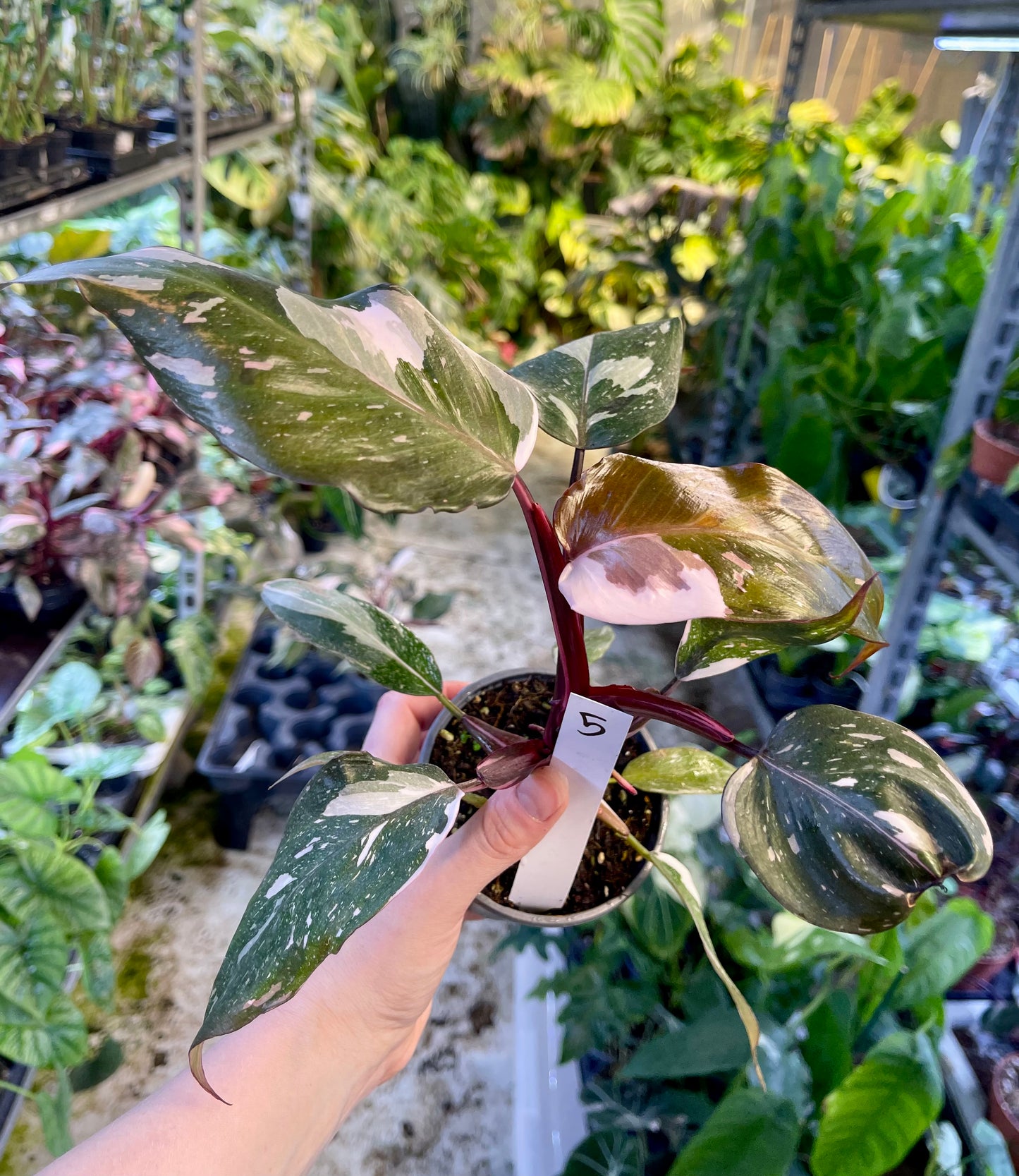 Philodendron red anderson M NEW