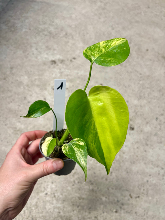 Monstera deliciosa Yellow Marilyn Variegata S NEW