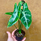 Alocasia longiloba silver S NEW
