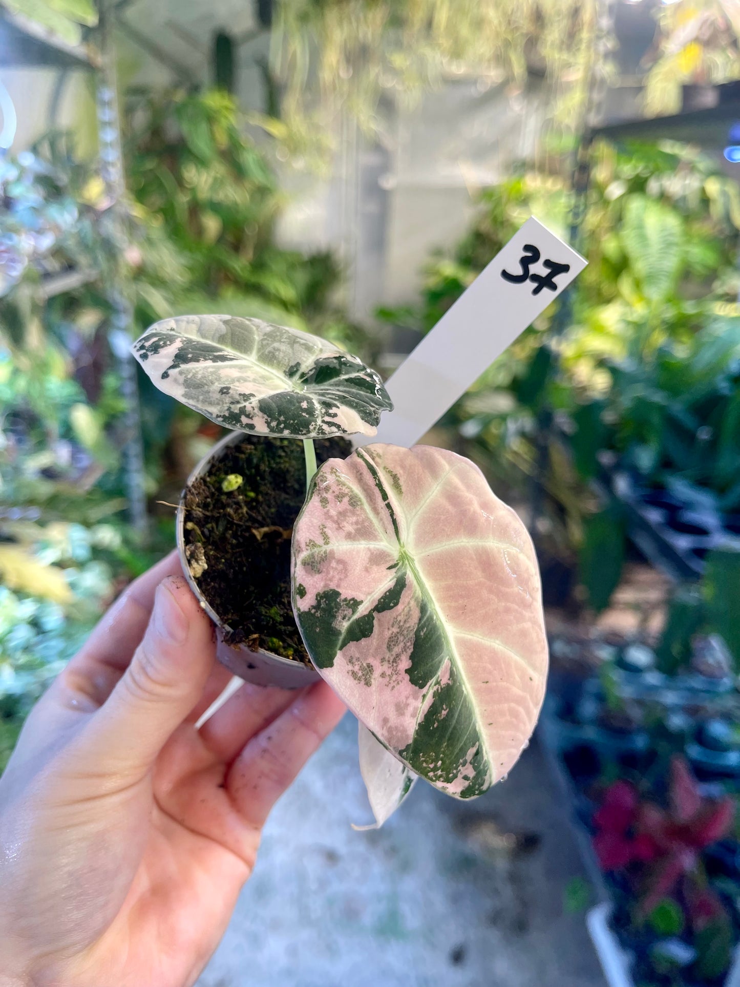 ALOCASIA BLACK VELVET VARIEGATA PINK S NEW