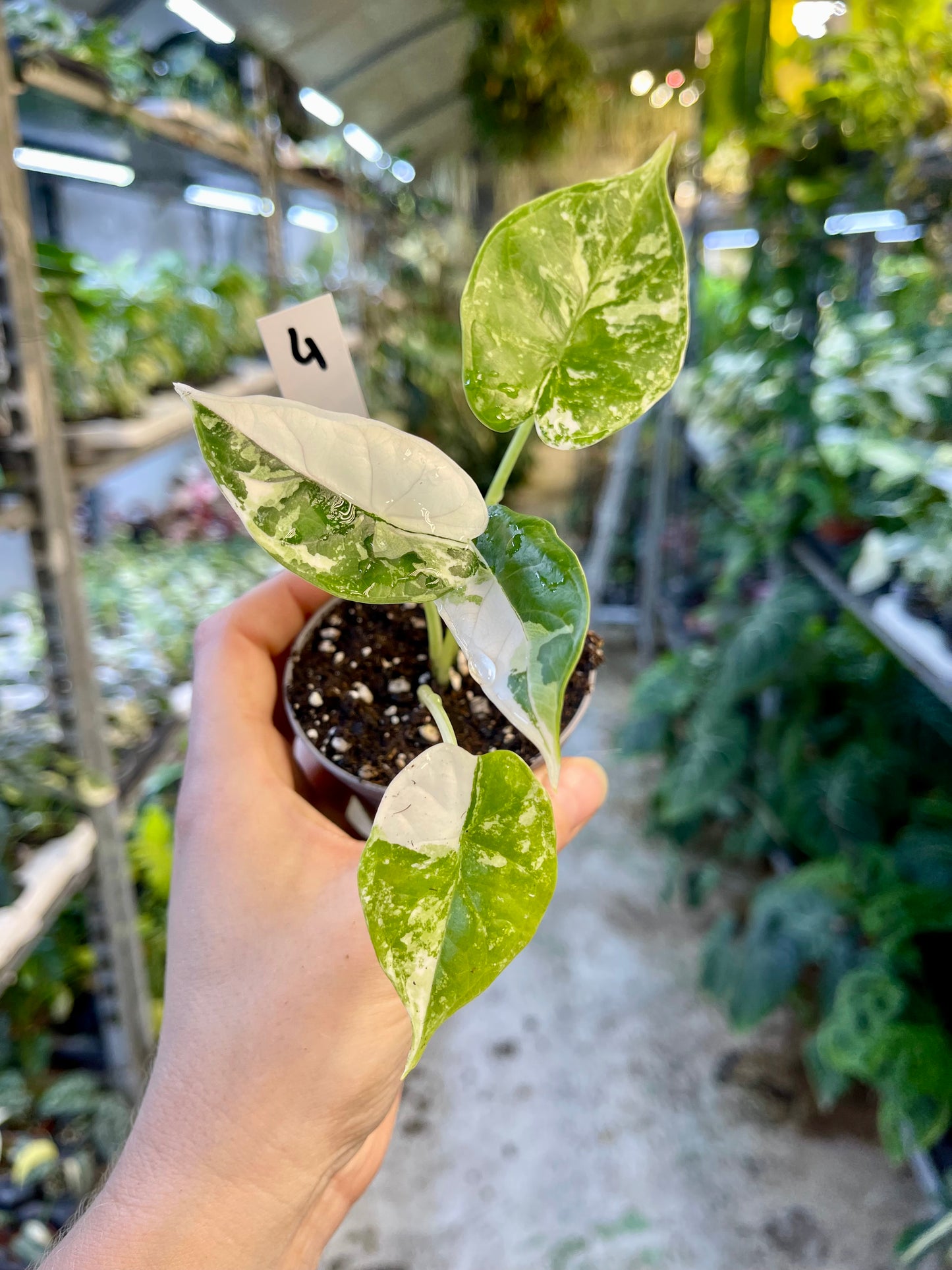 ALOCASIA DRAGON SCALE ALBO VARIEGATA  S