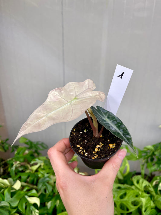 Alocasia polly pink / mint variegata